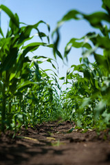 Young corn © maticsandra