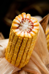 Corn cob