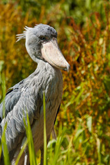 Schuhschnabel (Balaeniceps rex)