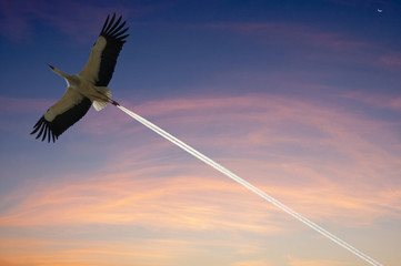 stork and wake of airplane