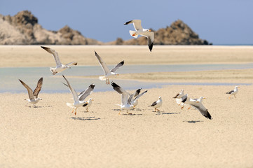 Yemen. Socotra island. Seagulls