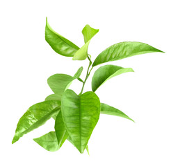 Branch of citrus-tree