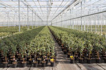 Cultivating Fuchsia plants in a Dutch greenhouse