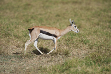 Gazelle in the Savannah