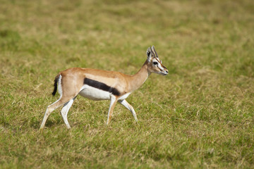 Gazelle in the Savannah