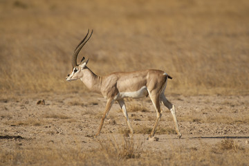 Gazelle in the Savannah