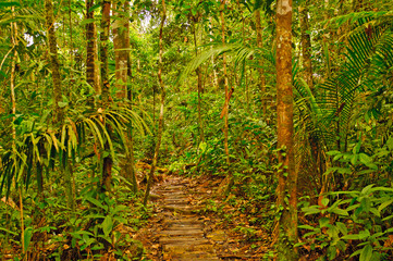 Primitive Trail in the Rain Forest