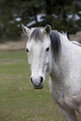 Obraz na płótnie Canvas Portrait of a white horse.