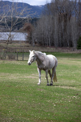 White horse in the pasture.