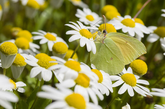 Chamomille flower field with butterfly