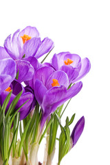 purple crocus wild flower plant in spring