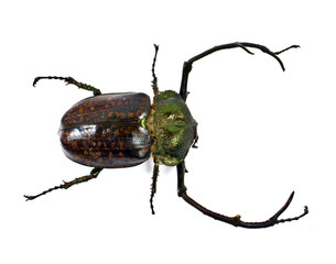 a stag-beetle on a white background