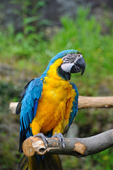 ルリコンゴウインコ