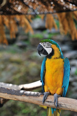 ルリコンゴウインコ