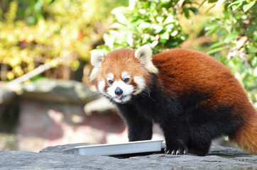 レッサーパンダ