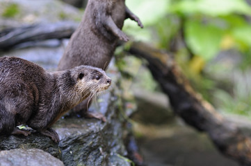 コツメカワウソ