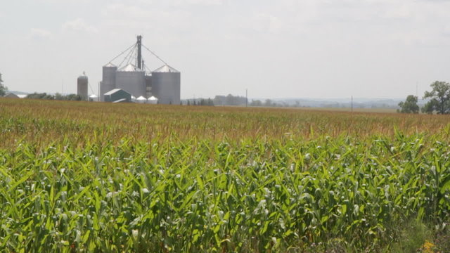 Cornfield with silos and farm in the distance. Rural Ontario.