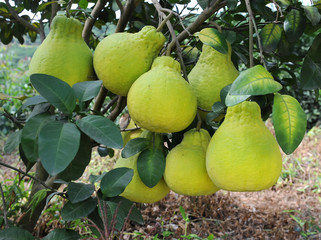 shaddock fruit ripen in the garden