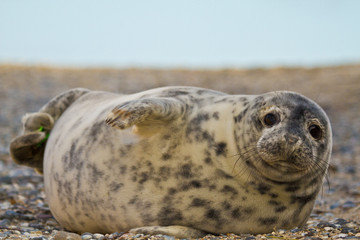Kegelrobbe (Halichoerus grypus) © Jearu