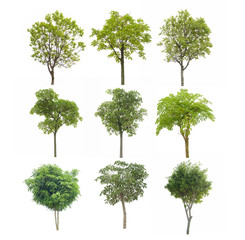 Collection tree isolated on white background
