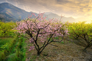 pink blossoms