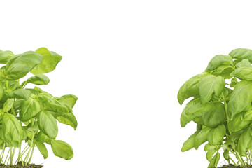 Basilikum rechts-links