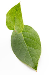 Obraz premium Green leaf.