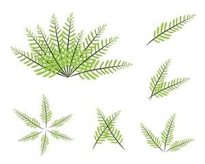 A Set of Green Fern on White Background