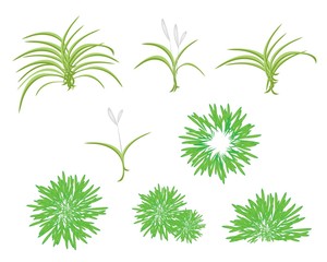 A Isometric Tree Set of Dracaena Plant