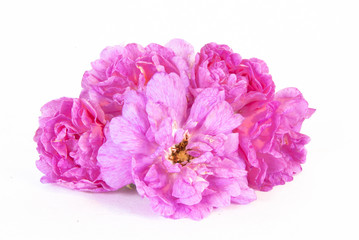 Obraz premium Flowers