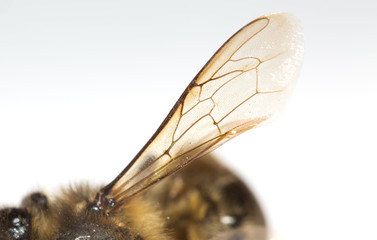 bee wing