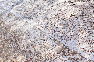Beautiful Cherry Tree in Blossom on Blue Sky Background