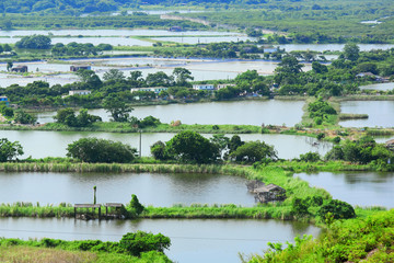 Obraz premium Fish hatchery pond