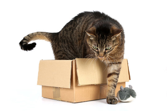 Katze im Karton