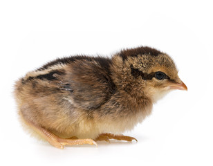 a little brown chicken