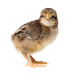 one little chicken isolated