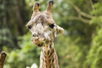 Obraz premium Giraffe