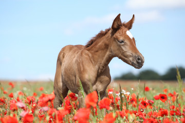 Arabian foal in red poppy field