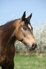 Portrait of gorgeous quarter horse with snake eye
