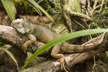 Iguana