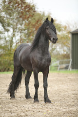 Nice friesian stallion looking at you