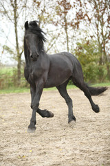 Nice friesian stallion running