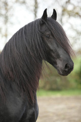 Obraz na płótnie Canvas Portrait of nice friesian stallion with long hair