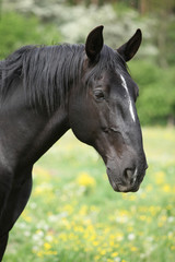 Fototapeta premium Nice black kladruber in spring