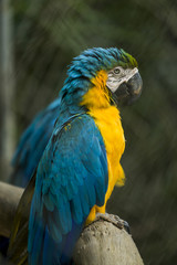 Blue Macaw