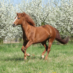 Quarter horse running in front of flowering trees