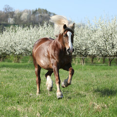 Obraz premium Gorgeous draft horse running in front of flowering trees