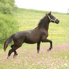 Friesian horse running on pasturage with pink flowers