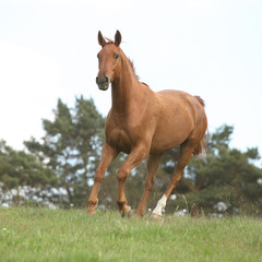 Obraz premium Nice chestnut horse running in freedom