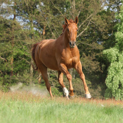 Nice chestnut horse running in freedom and making the dust